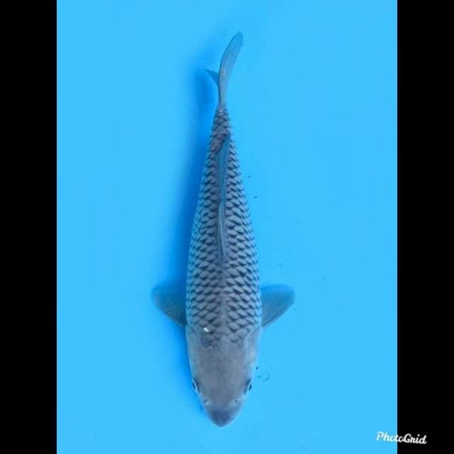 28cm , Female , Bersih Soragoi Pelengkap