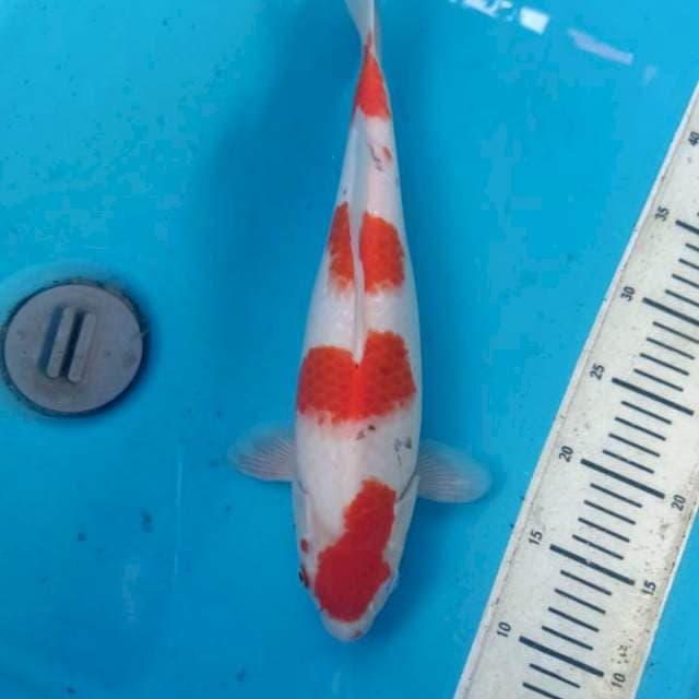 Sanke 36cm