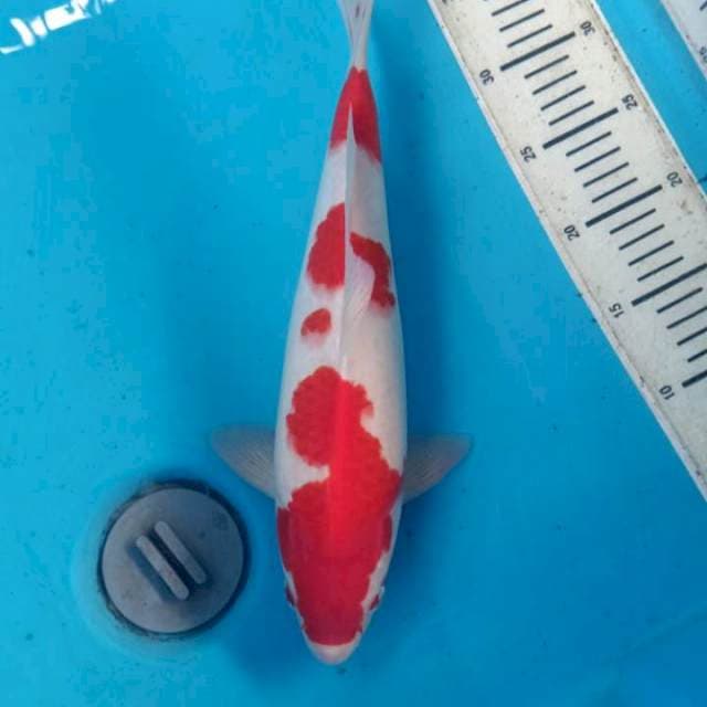 Kohaku 35cm strong