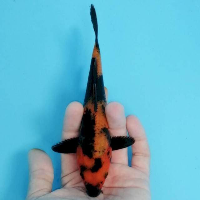 Hi Utsuri