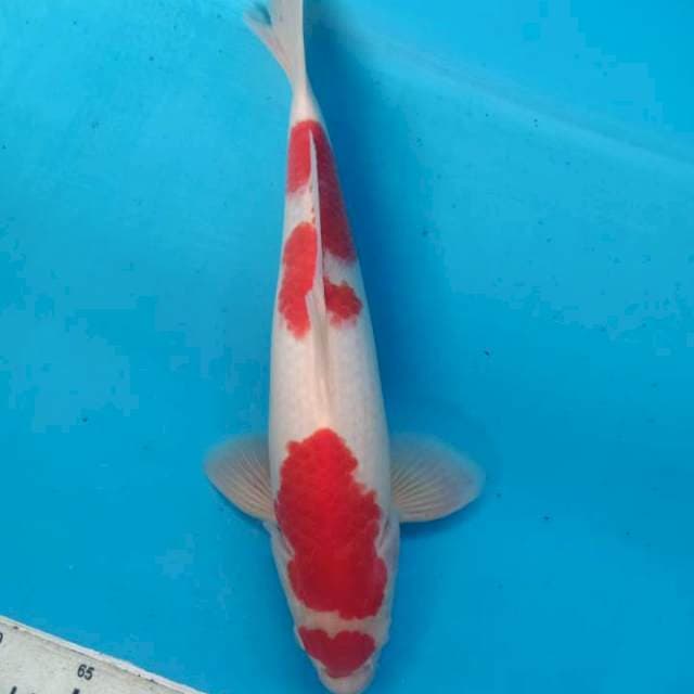 Kohaku 40cm