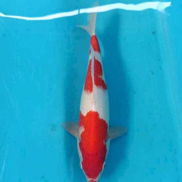 Kohaku 35cm