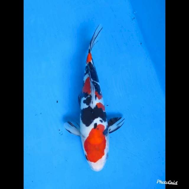 30cm, Male , Doitsu Murni