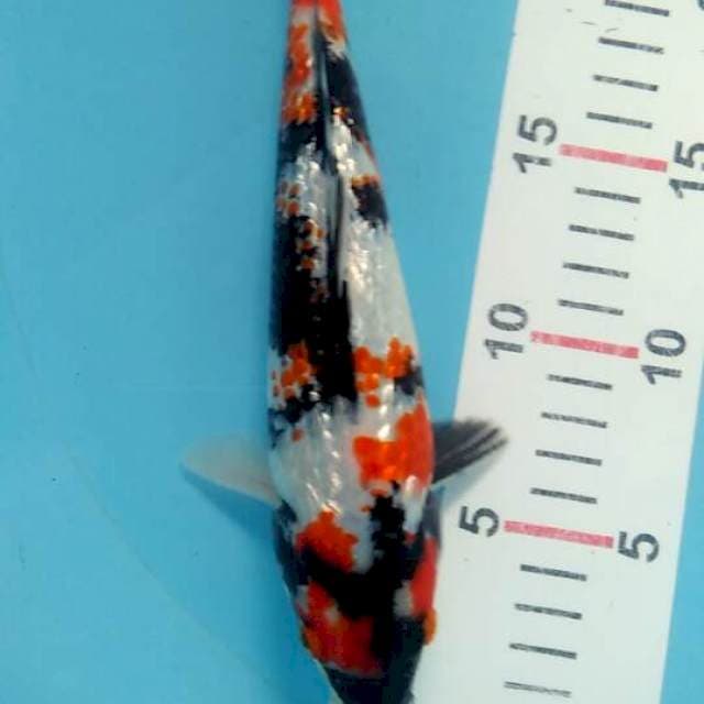 Kindai showa gindrin 23cm