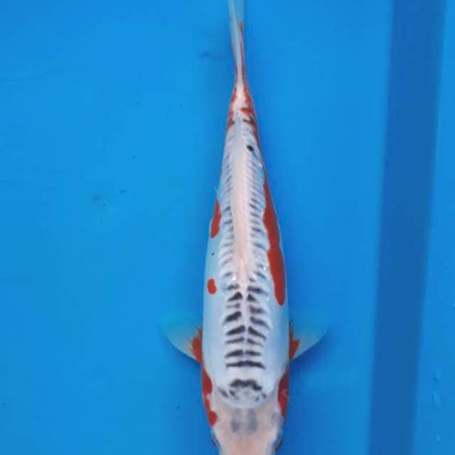 Shusui 24cm