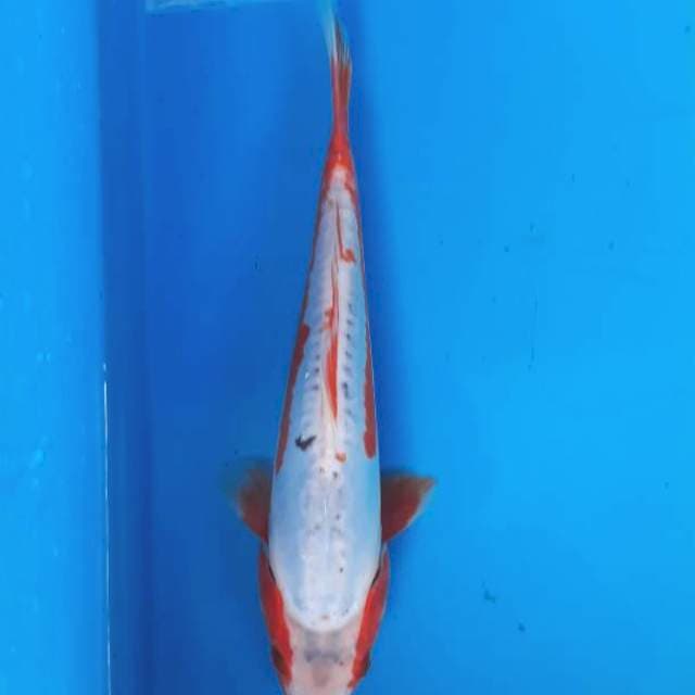 Shusui ring halus 25cm