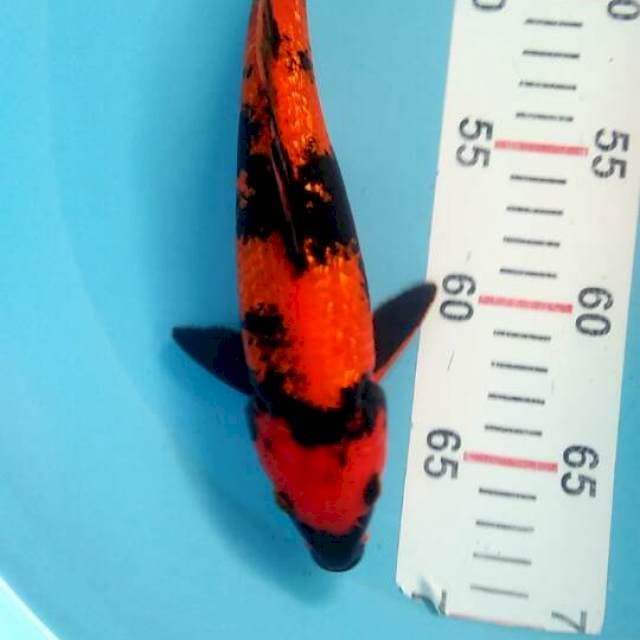 Hiutsuri gindrin 23cm