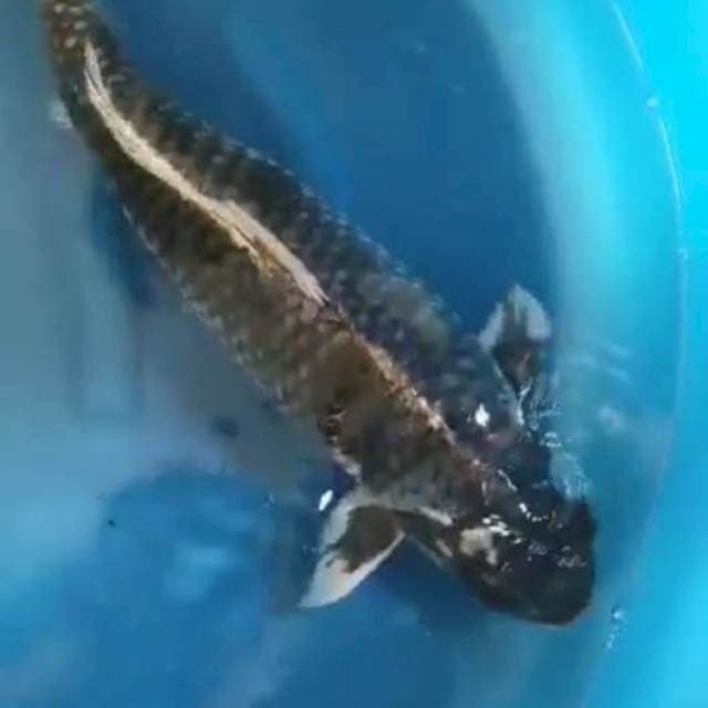 Monster Matsukawabake Male 59