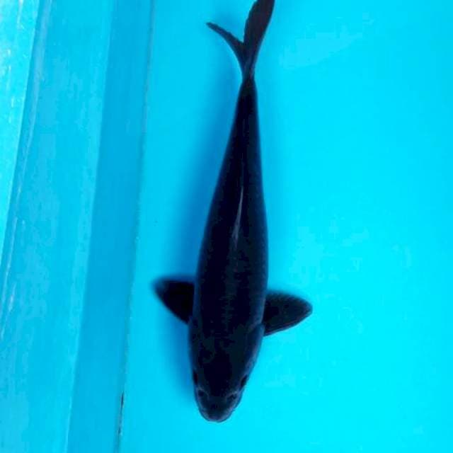 KARASHU 42 CM MALE