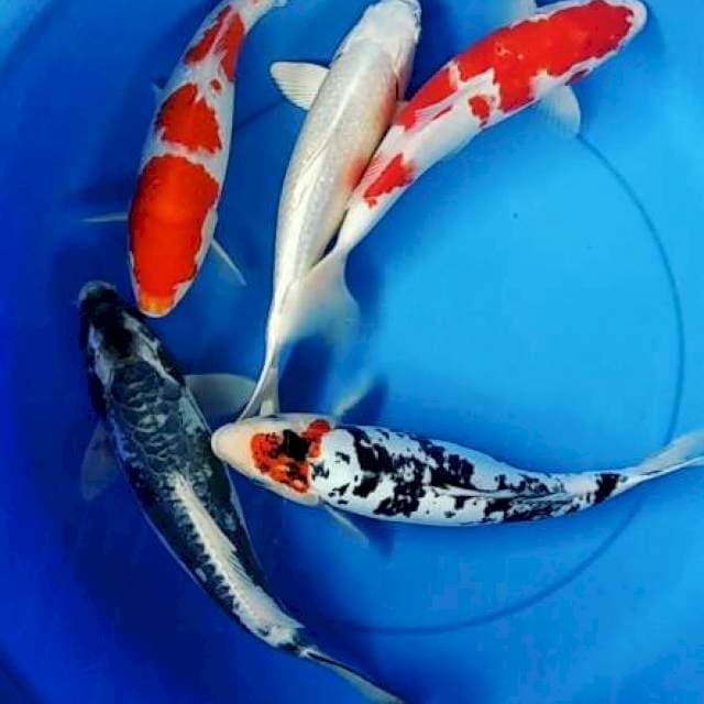 Mix Koi