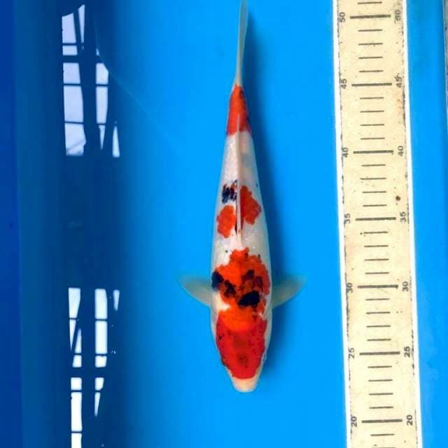 Sanke, 27 cm