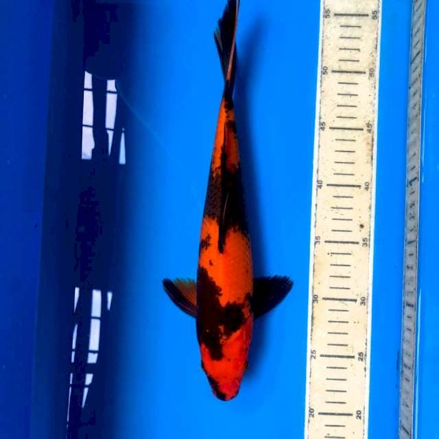 Hi Utsuri Tembus Bawah, 34 cm