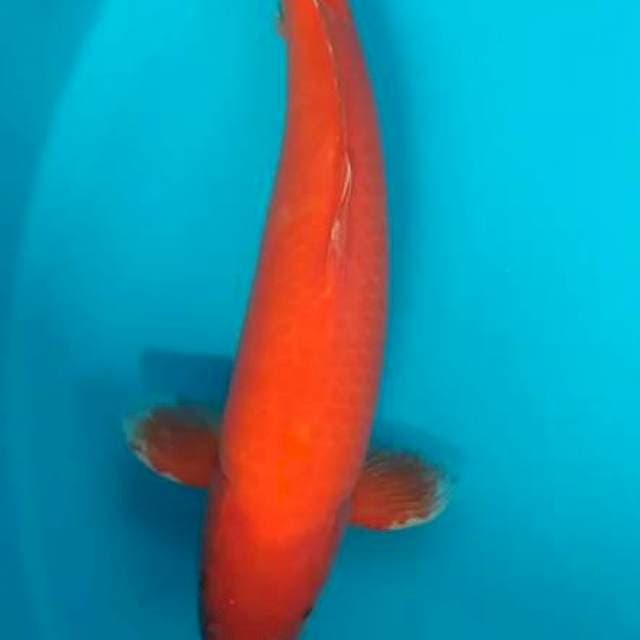 55 cm Male Orenji Ogon