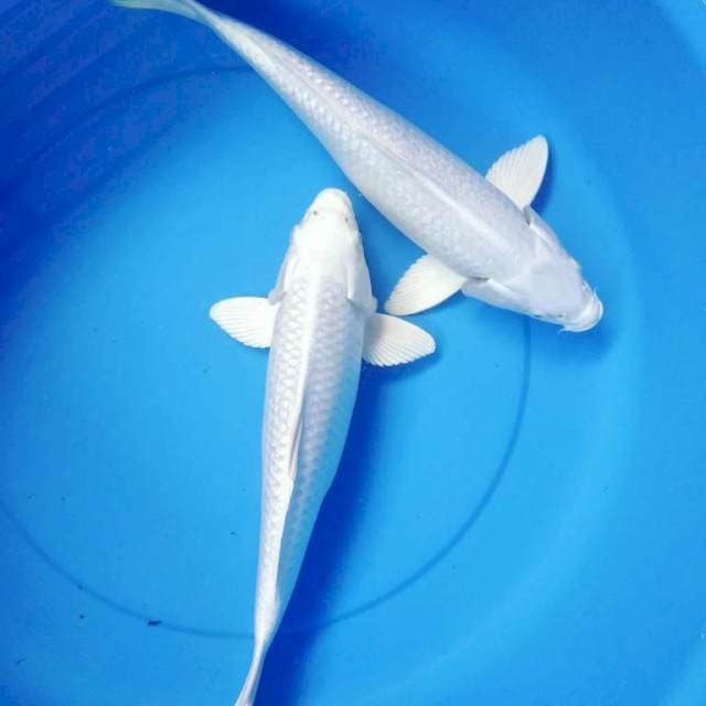 Platinum 39-40cm All Male