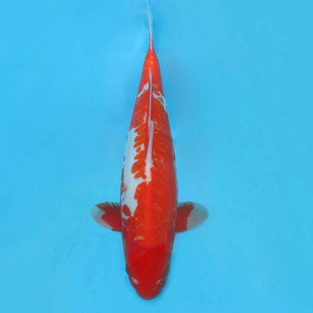 H. KURAMA 8 ~ MEGALODON,-