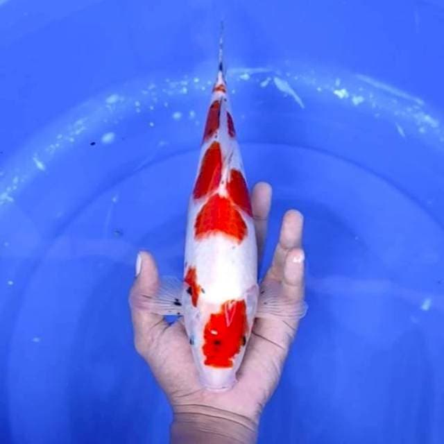 4. Maruten Sanke || 31 cm || Jantan