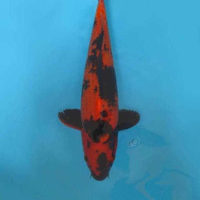 I. KURAMA 9 ~ HI UTSURI,-