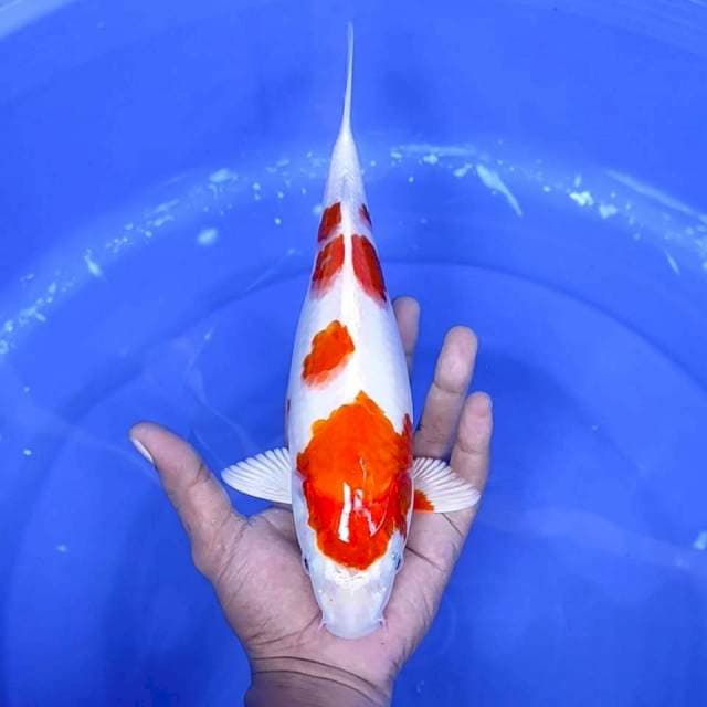 8. Kohaku Hikari || 29 cm