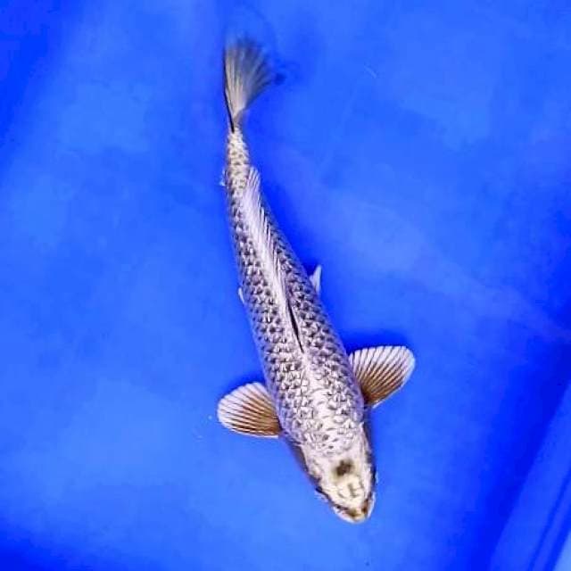 9. Mukasi Ginrin Good Body || 31 cm