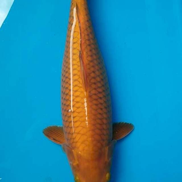 Caghoi tembaga 39cm