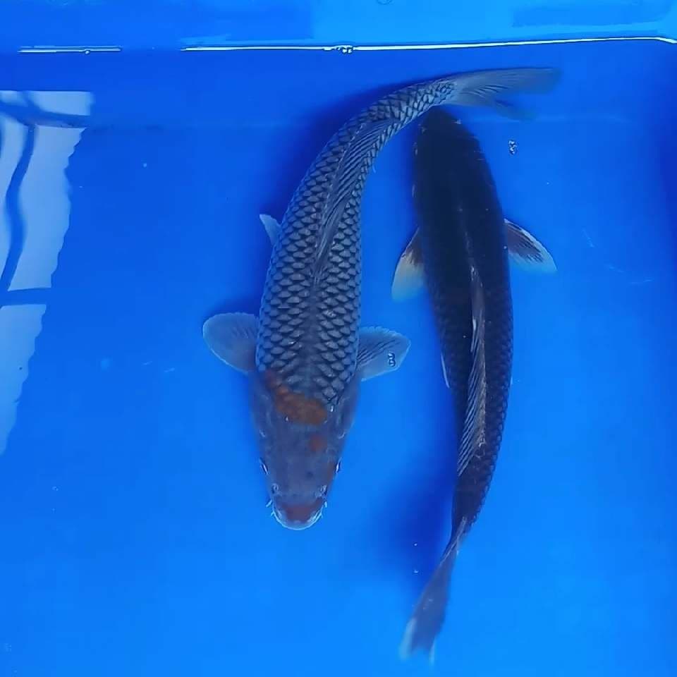 Ochiba 2 ekor