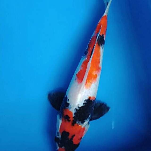 Showa 26cm