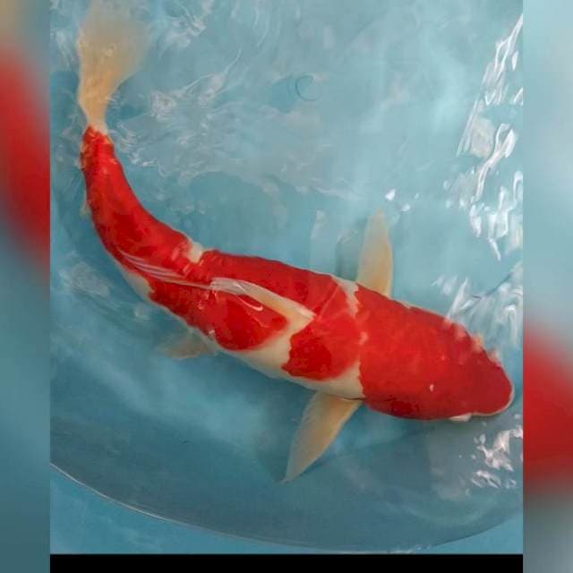 Kohaku red