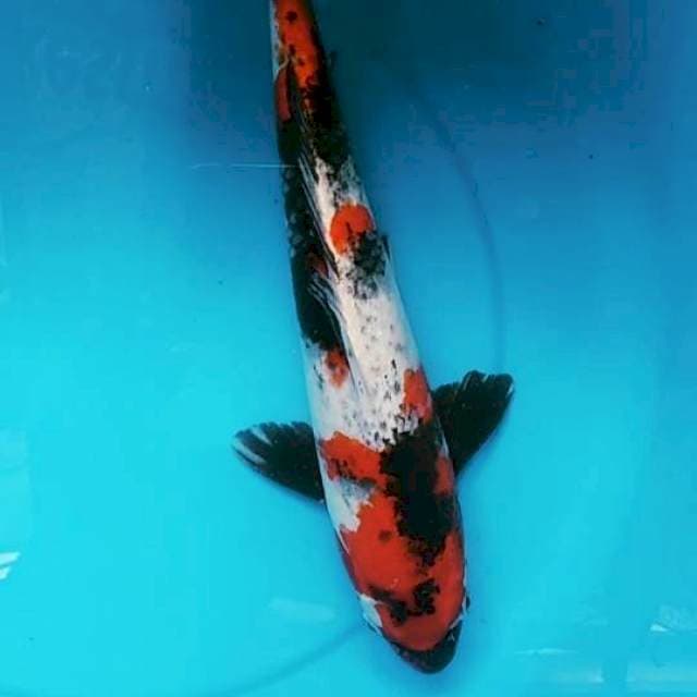 B. SHOWA | 33CM