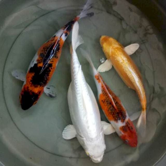 mix