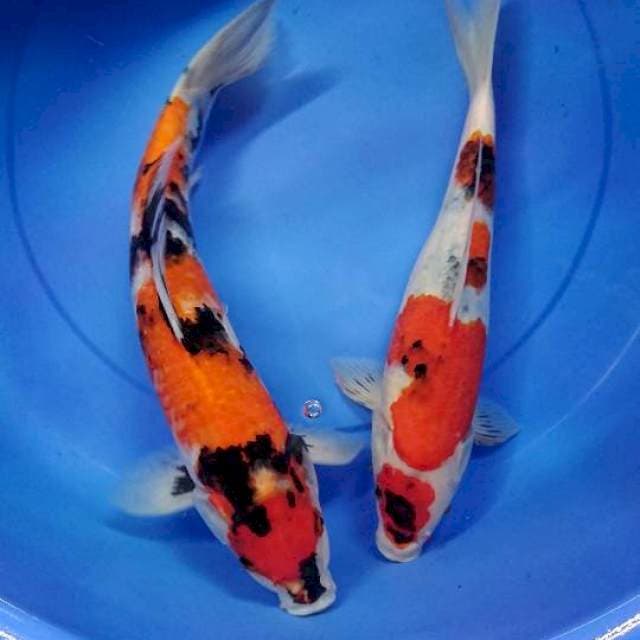 Duo Showa Maruten 38cm-42cm