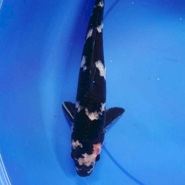 Ulo 37cm