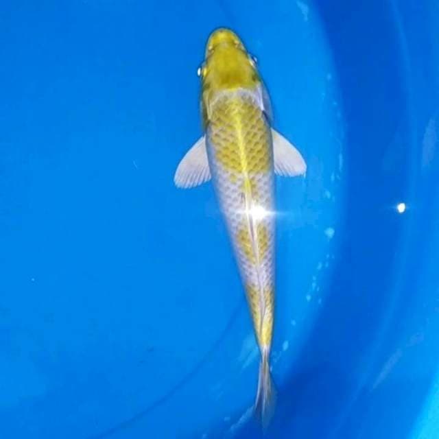A. Hariwake imut || 20cm
