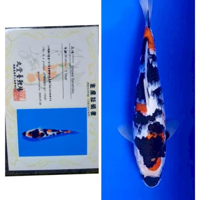 Showa Import Serti Marudo