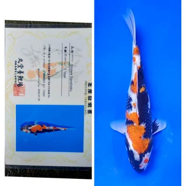 Showa Import Serti Marudo