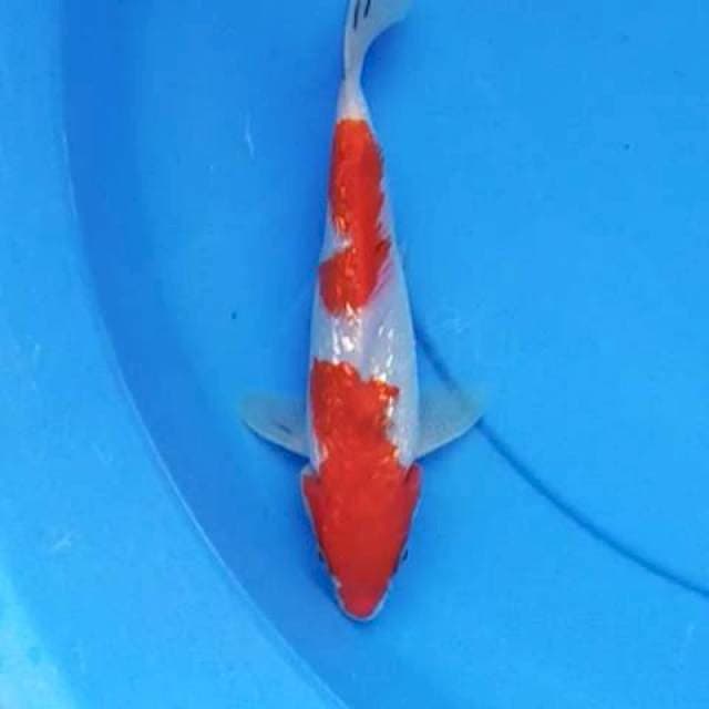 Kohaku Ginrin 21 cm