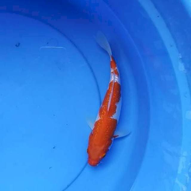 Kohaku Ginrin 24 cm