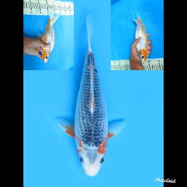 25cm , Female , Asagi