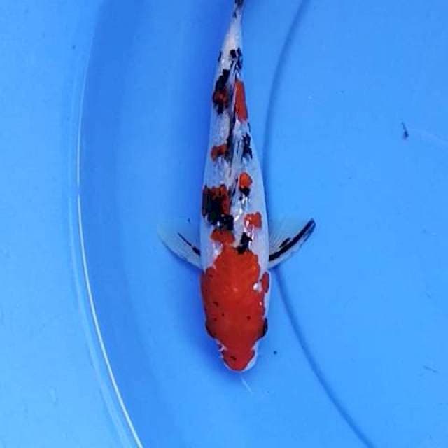 Sanke ginrin 20 cm