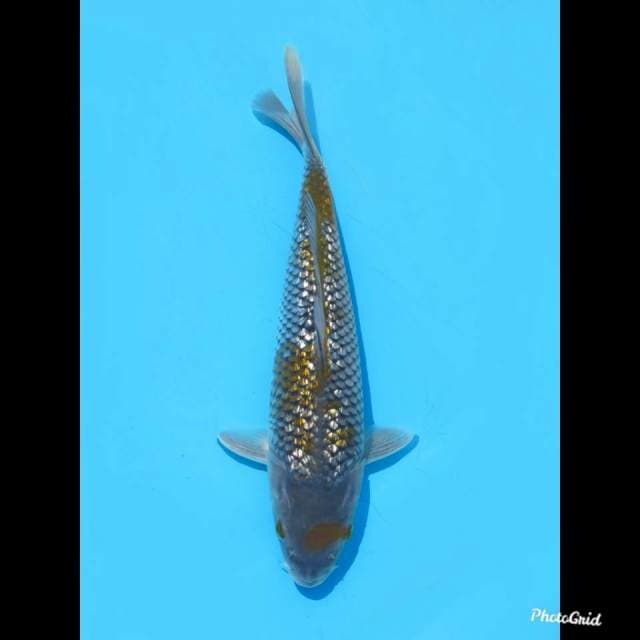27cm , Male , Ochiba Ginrin Sakura