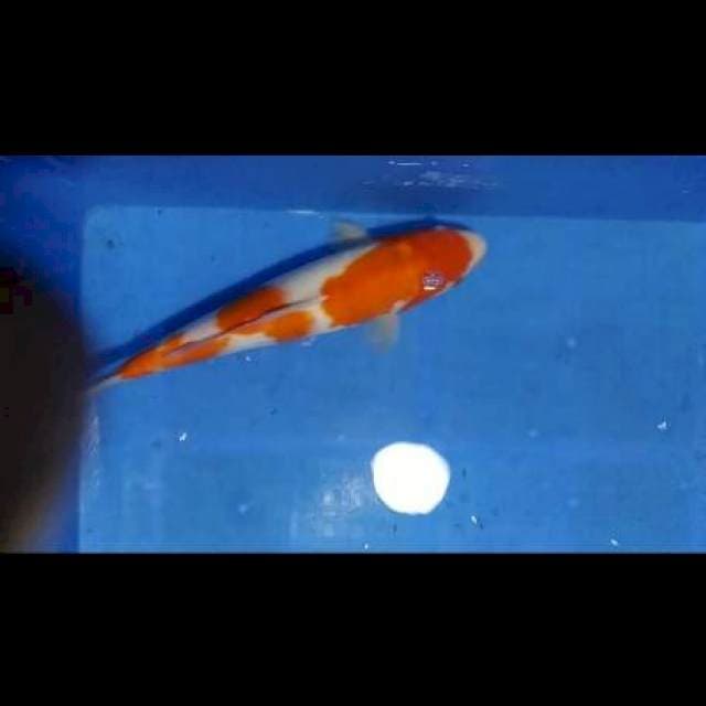 1.kohaku strong 36cm