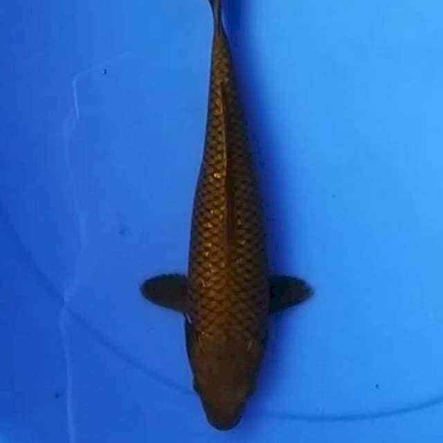 Chagoi tembaga 25 cm