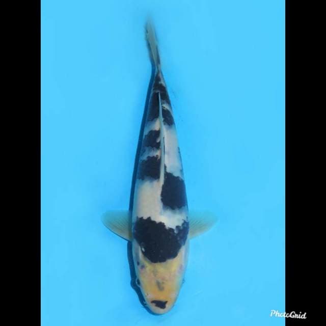 20cm , Male , Tosai Shiro Tategoi