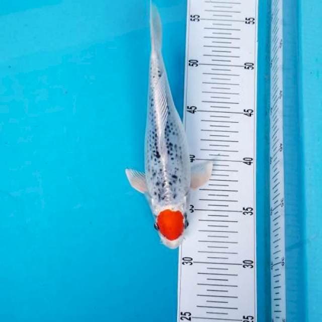 TANCHO KUJAKU 23 CM MALE