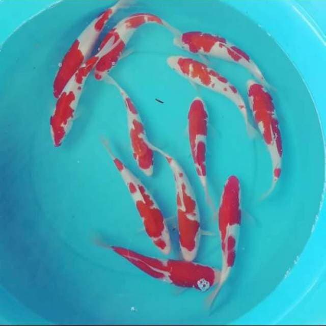 Kohaku 12 ekor 21-26cm