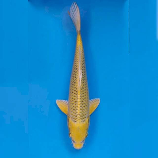 Okawa Kin Ki Matsuba