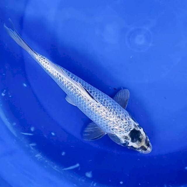 Kinginrin Mukashi # 30cm
