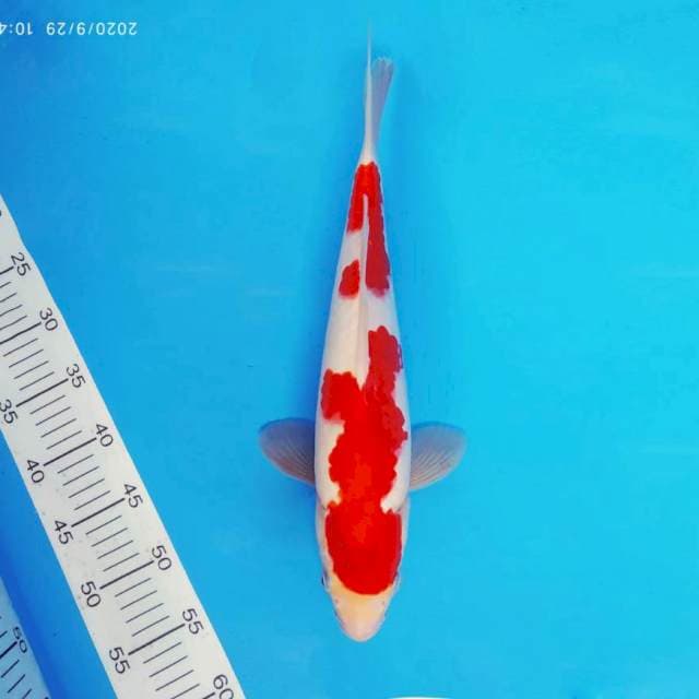 TORA 1 - KOHAKU ®