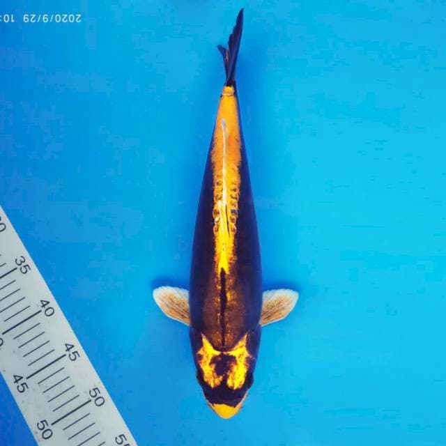 TORA 11 - KABUTO ®