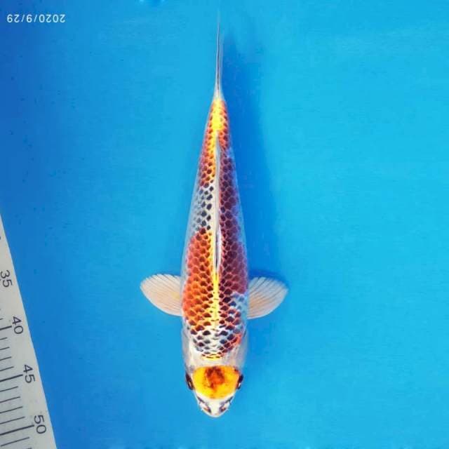 TORA 15 - MARUTEN KUJAKU ®