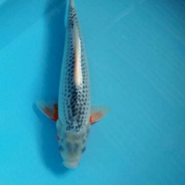 Asagi 32cm